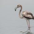 Flamant rose juvénile